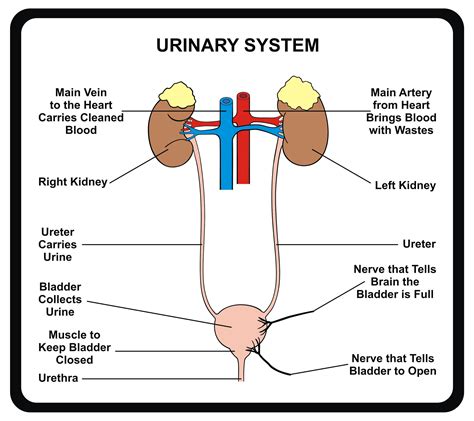 does sperm and pee come out the same hole|Urethra: Location, Anatomy, Function & Conditions .